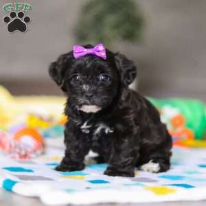 Allie, Yorkie Poo Puppy